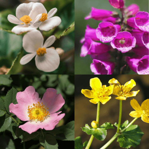 4 typical irish flowers native to ireland