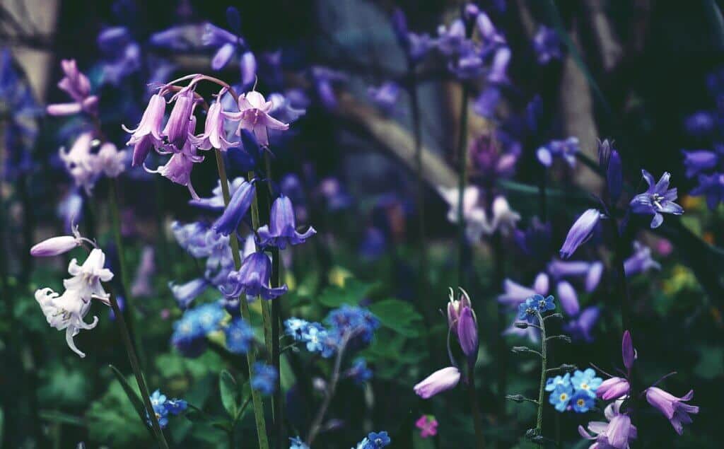 Irish bluebell