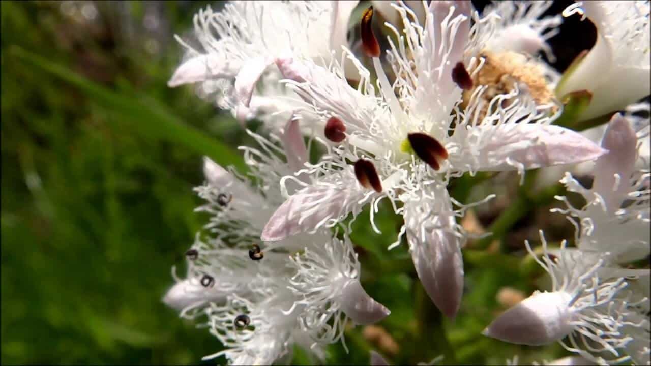 Irish bogbean