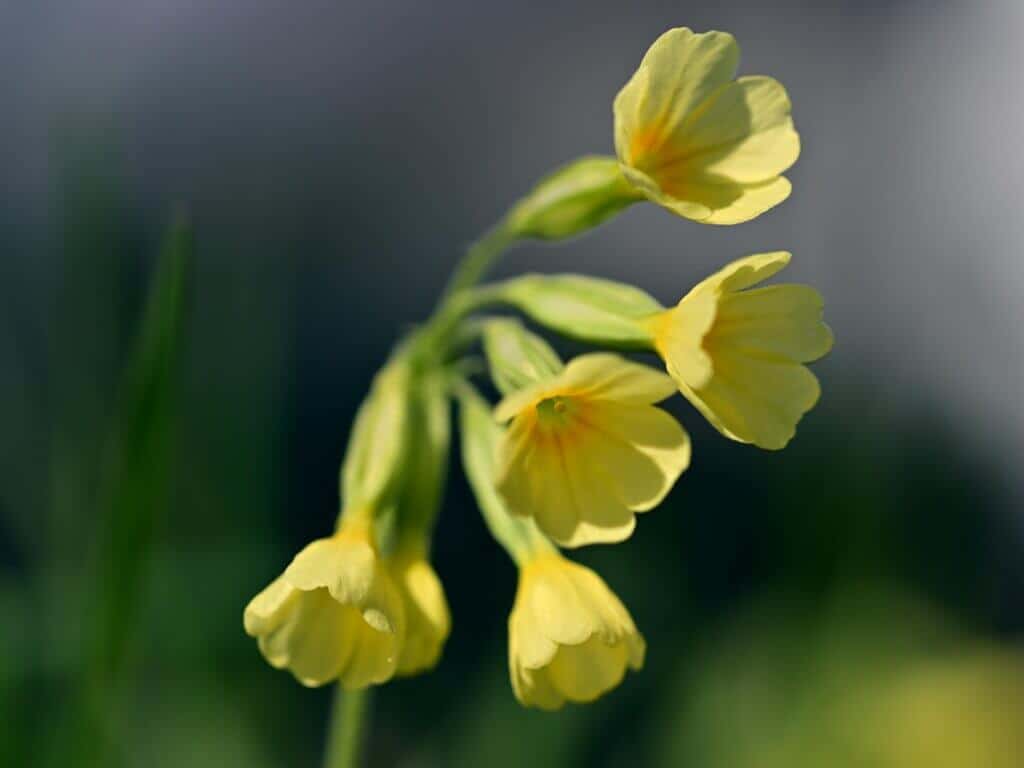 Irish cowslip