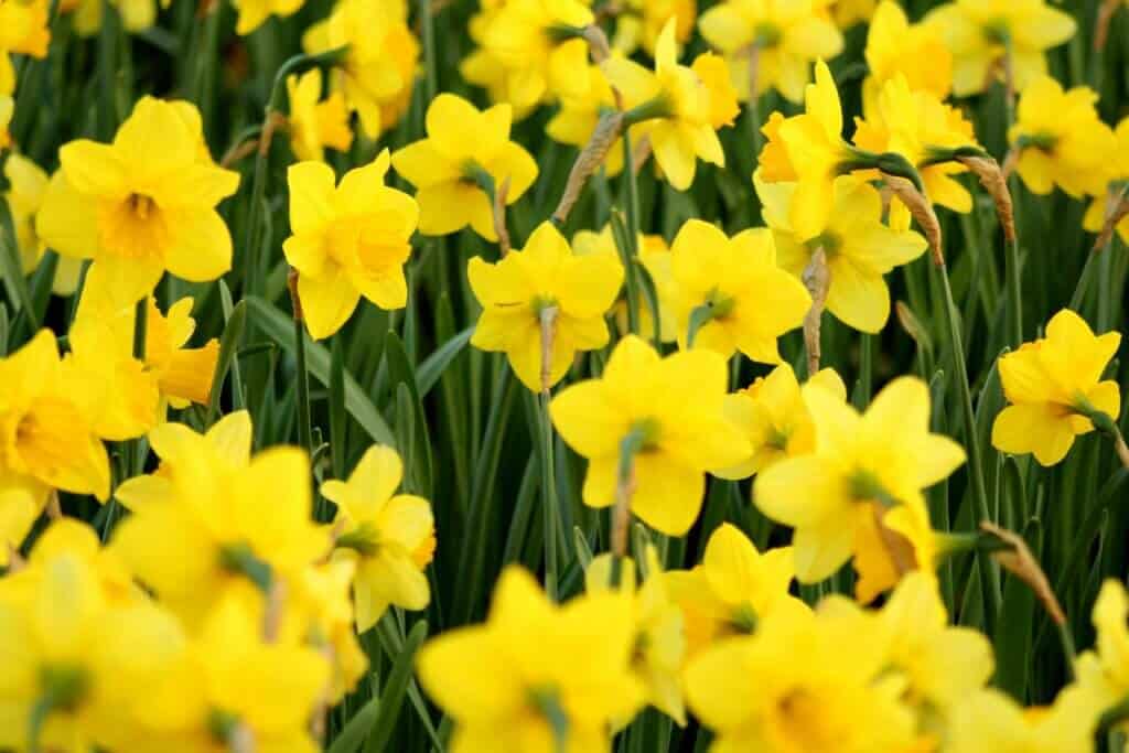 Irish daffodil
