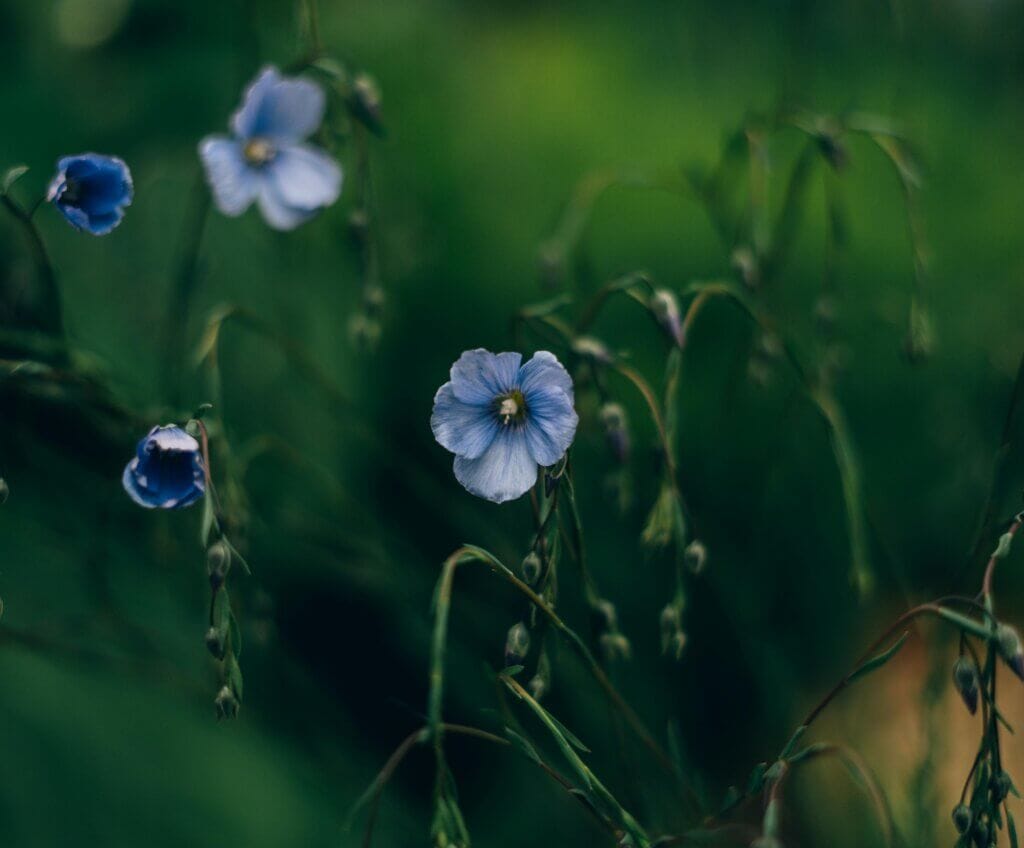 irish flax flower