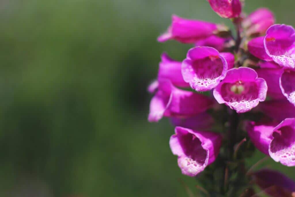 Irish foxglove