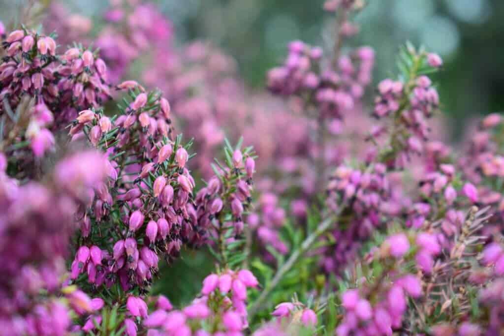 Irish heather