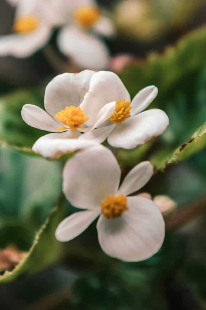 Irish primrose