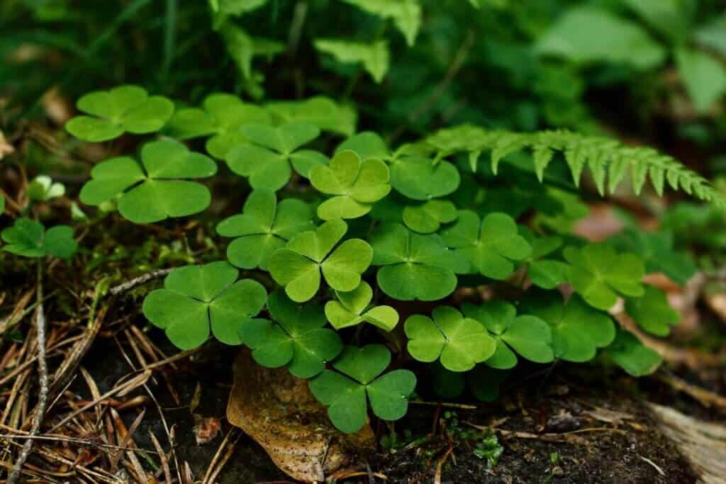 irish shamrock