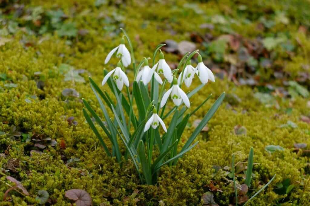 Irish snowdrop