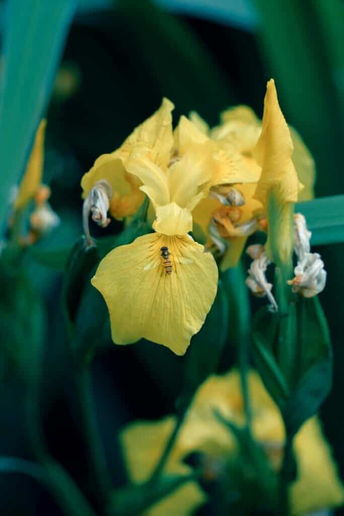 Irish wild iris
