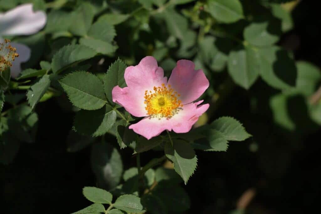 Irish wild rose