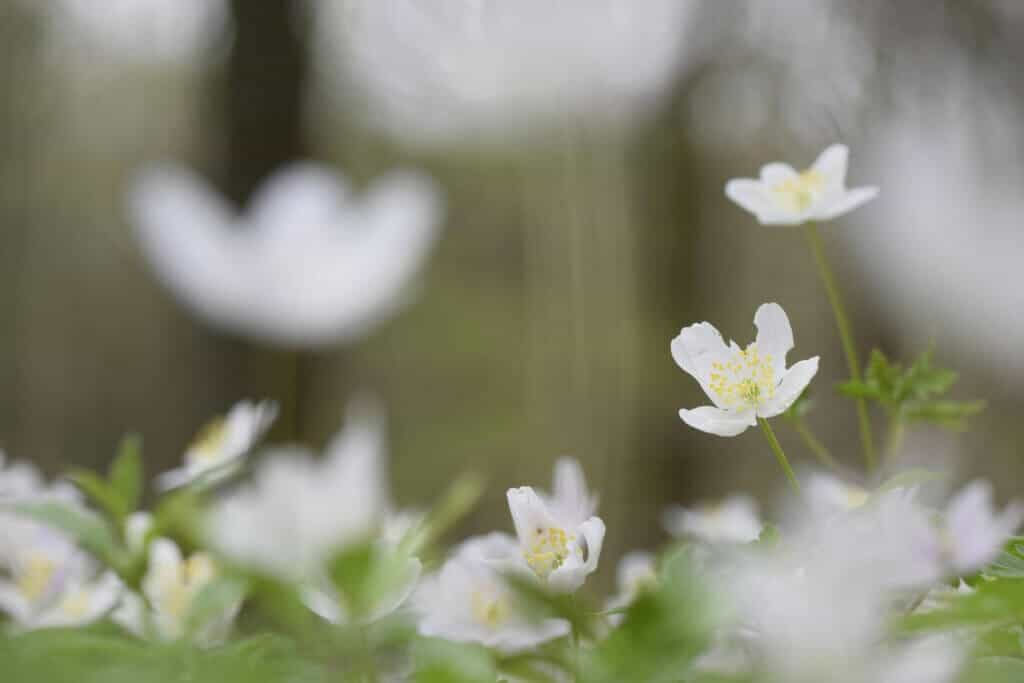 Irish wood anemone