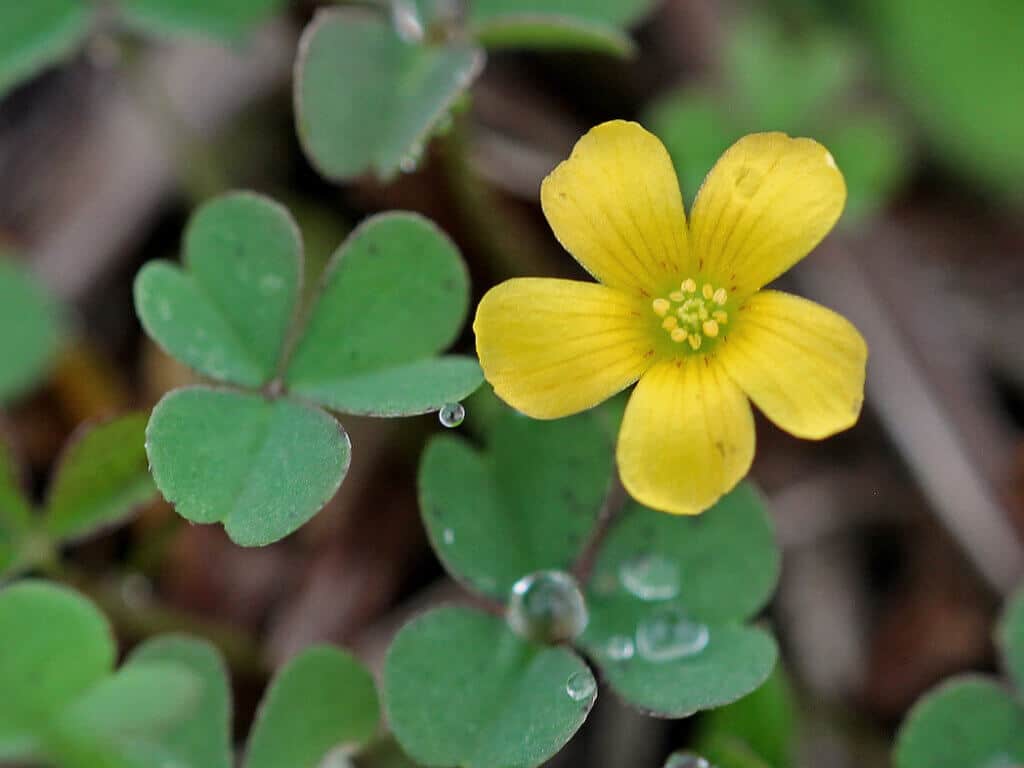 Irish wood sorrel