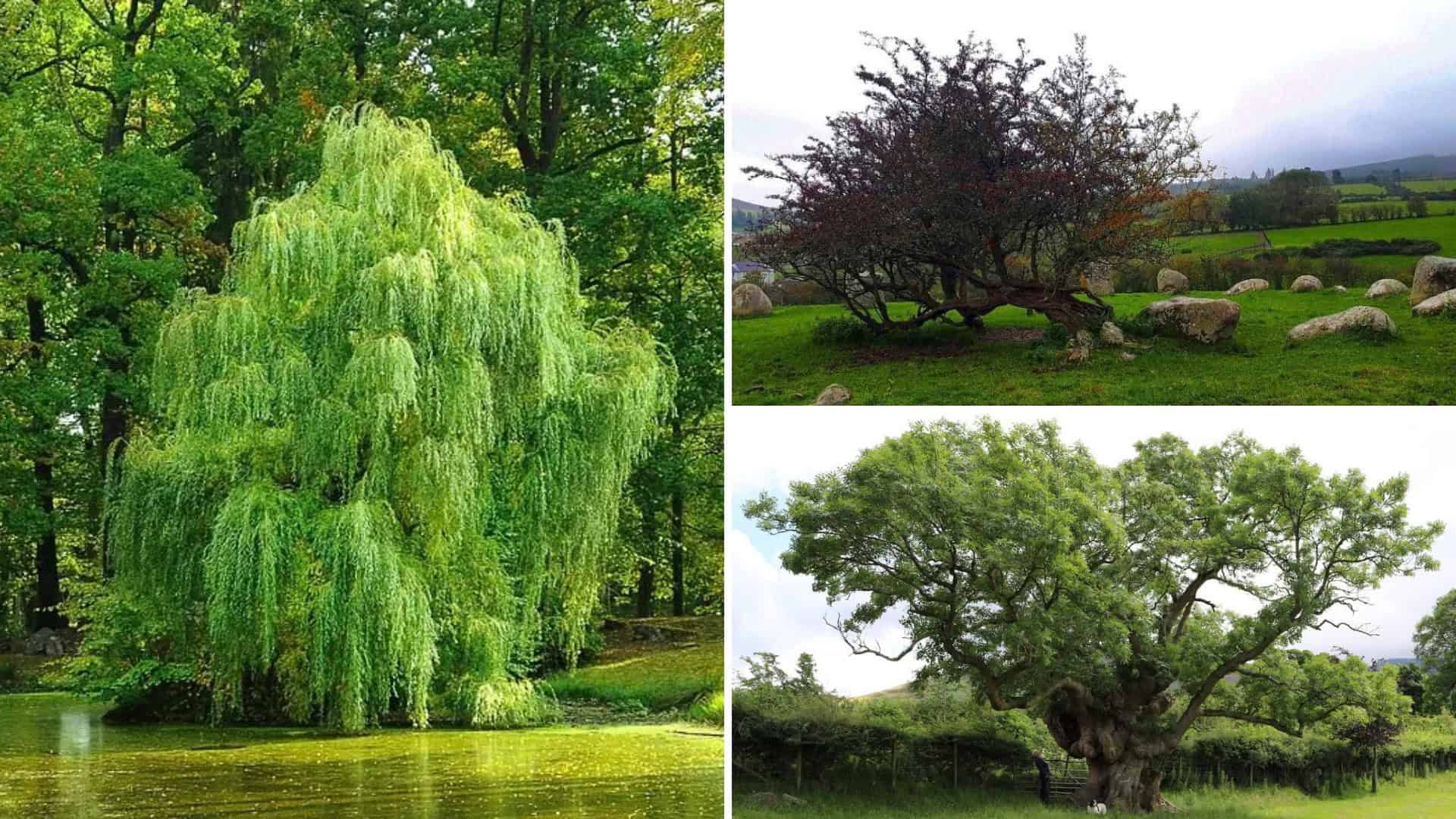 irish fairy trees
