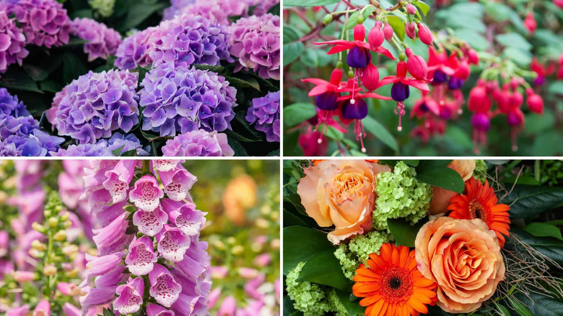 irish flowers native to ireland